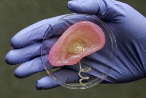 Scientists used 3-D printing to merge tissue and an antenna capable of receiving radio signals. Credit: Frank Wojciechowski Read more at: http://phys.org/news/2013-05-printable-bionic-ear-melds-electronics.html#jCp